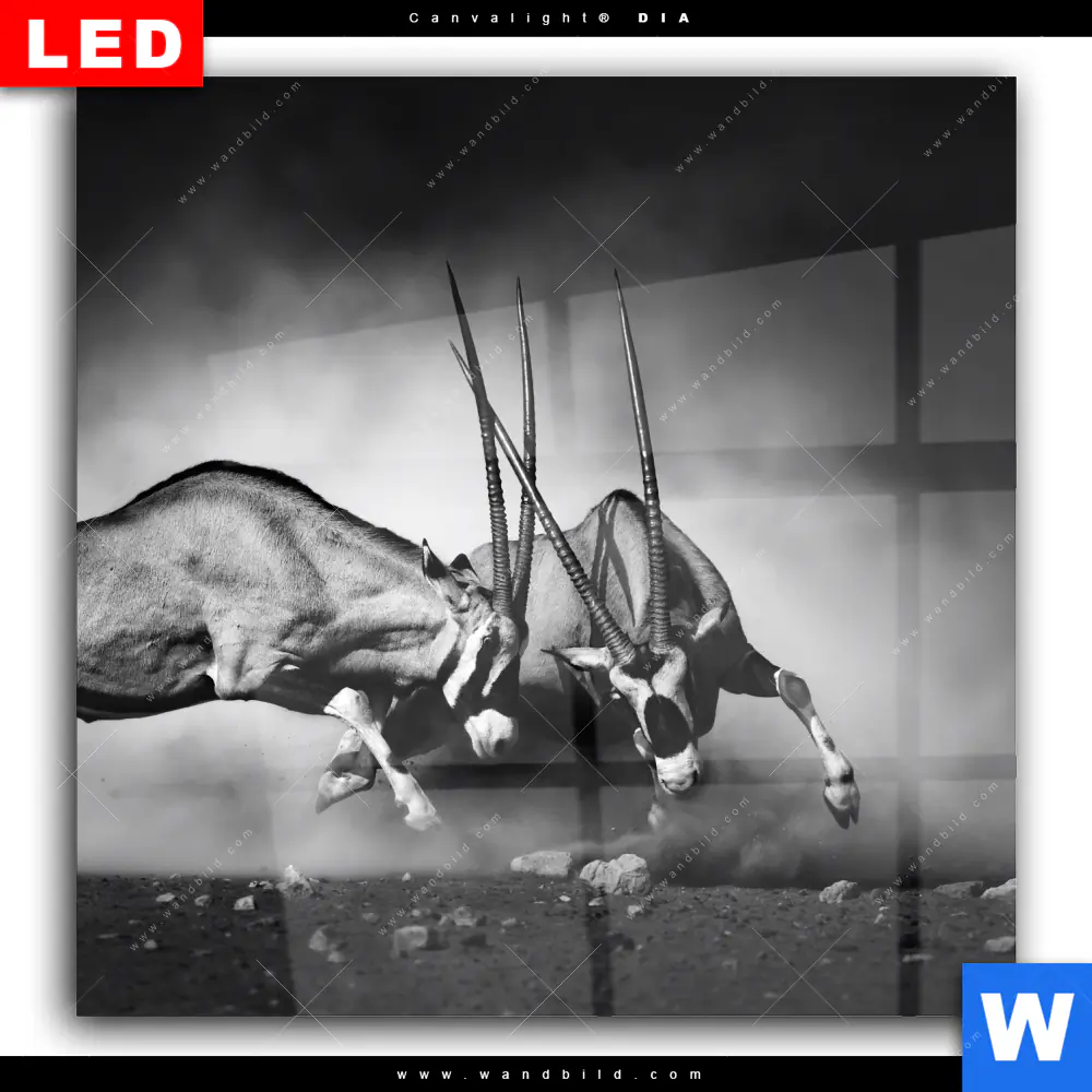 Wechselmotiv Acrylglas Canvalight® DIA | Das Duell | Quadrat - Image 2