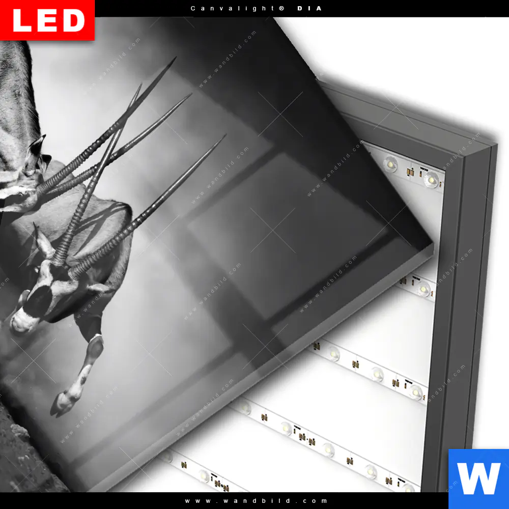 Wechselmotiv Acrylglas Canvalight® DIA | Das Duell | Quadrat - Image 3