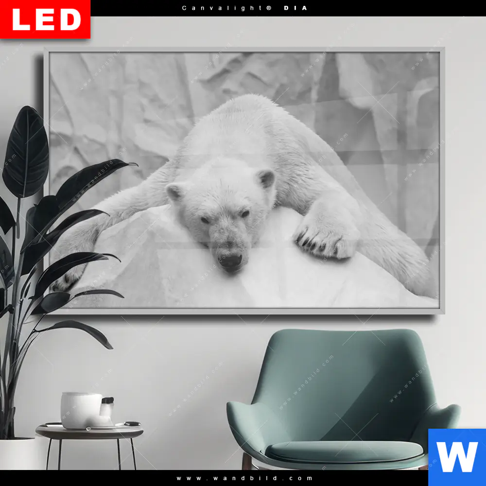 Wechselmotiv Acrylglas Canvalight® DIA | Der Eisbär | Querformat