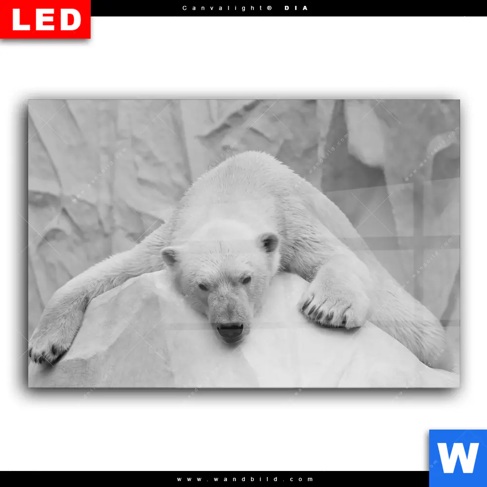 Wechselmotiv Acrylglas Canvalight® DIA | Der Eisbär | Querformat - Image 2