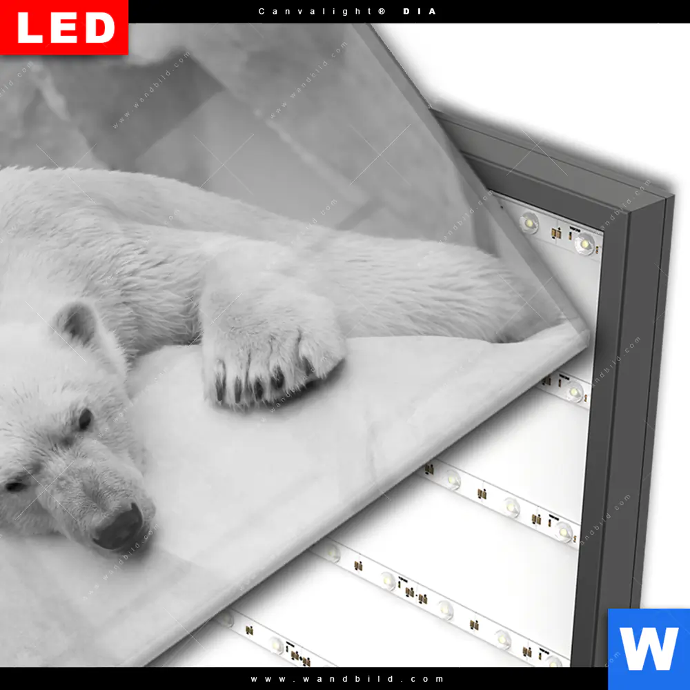 Wechselmotiv Acrylglas Canvalight® DIA | Der Eisbär | Querformat - Image 3