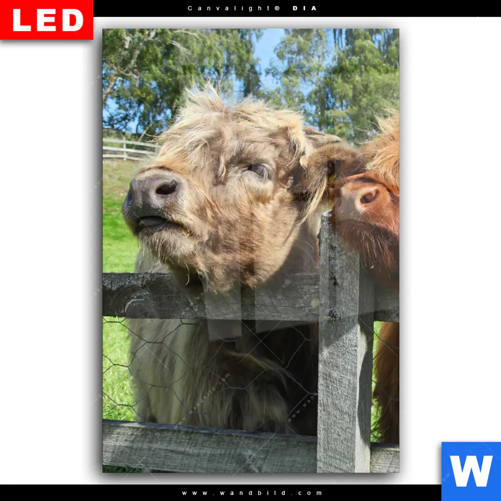 Wechselmotiv Acrylglas Canvalight® DIA | Drei Schottische Rinder | Hochformat - Image 2