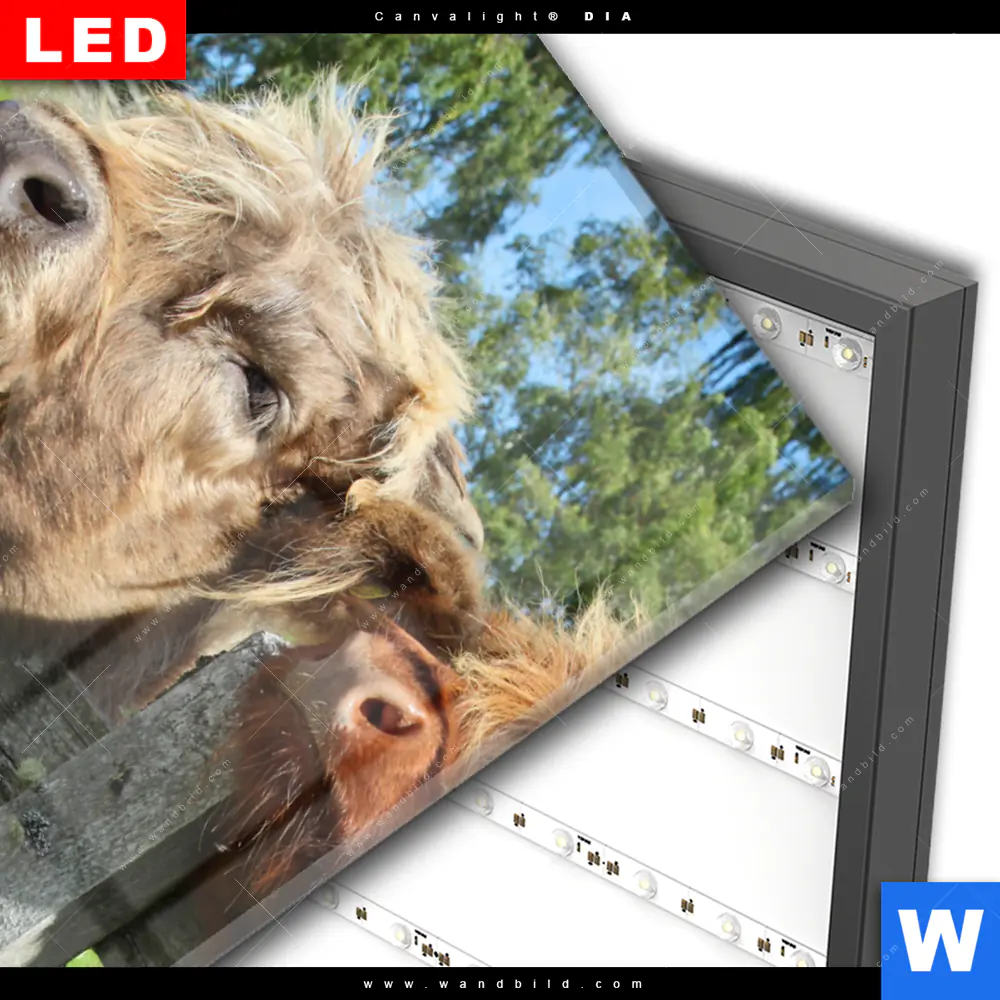 Wechselmotiv Acrylglas Canvalight® DIA | Drei Schottische Rinder | Hochformat - Image 3
