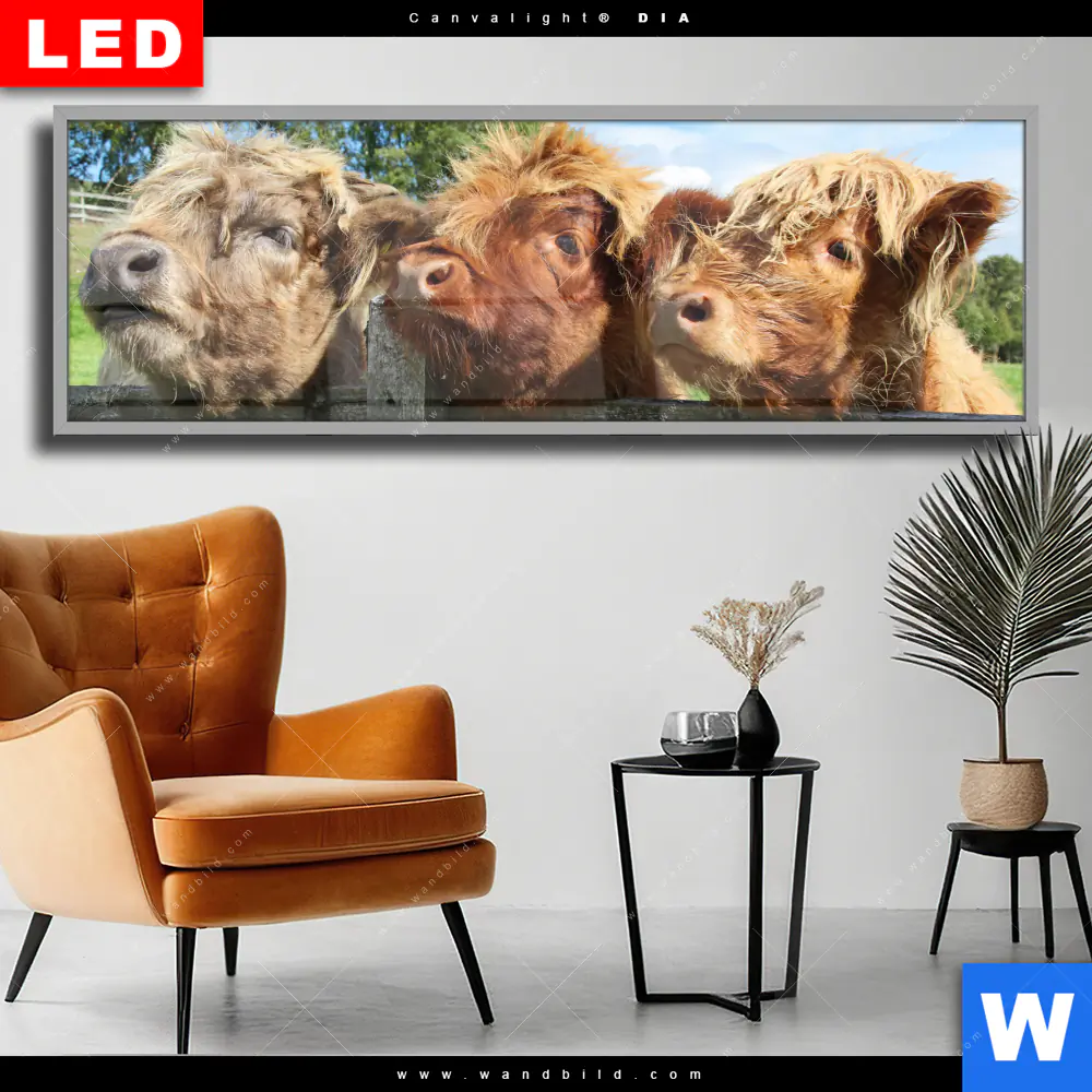 Wechselmotiv Acrylglas Canvalight® DIA | Drei Schottische Rinder | Panorama