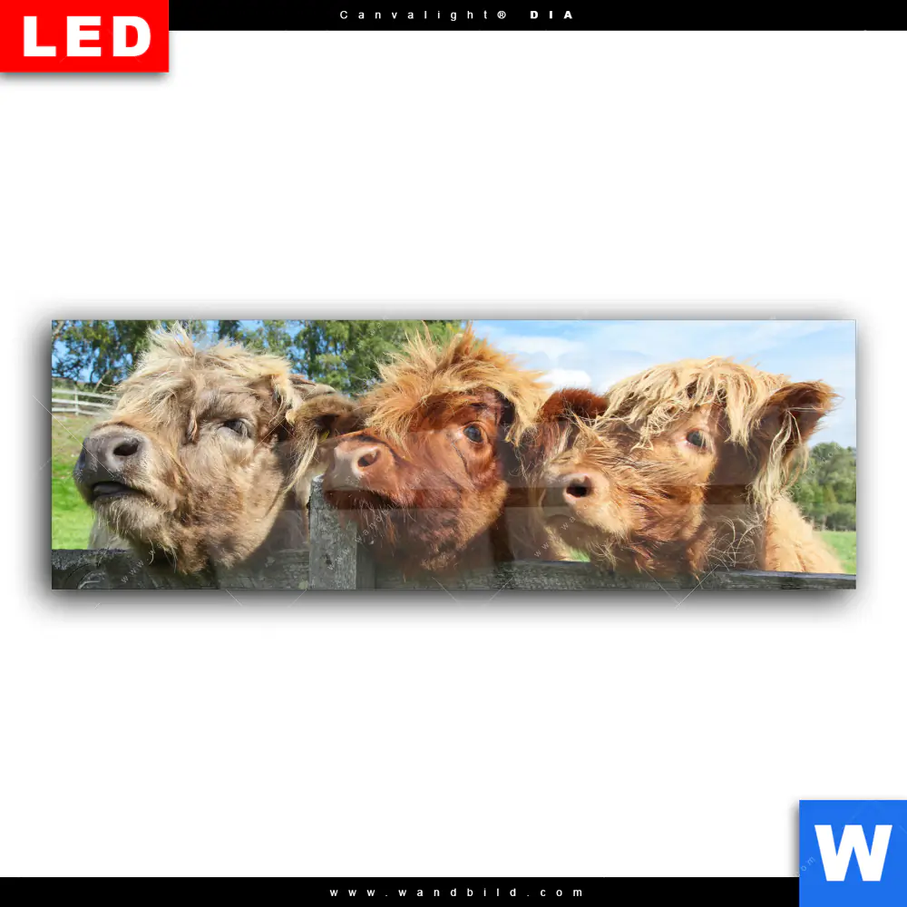 Wechselmotiv Acrylglas Canvalight® DIA | Drei Schottische Rinder | Panorama - Image 2