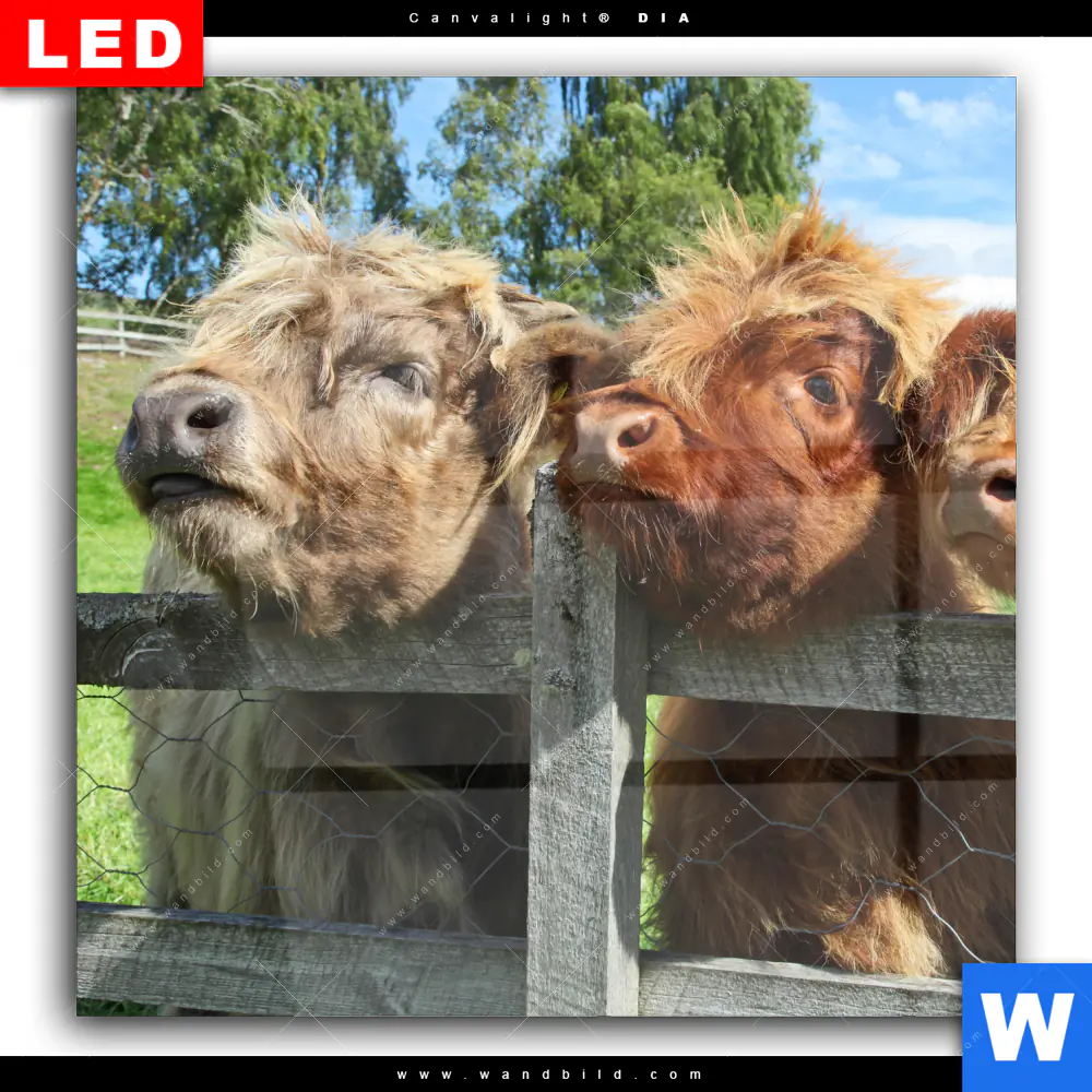 Wechselmotiv Acrylglas Canvalight® DIA | Drei Schottische Rinder | Quadrat - Image 2