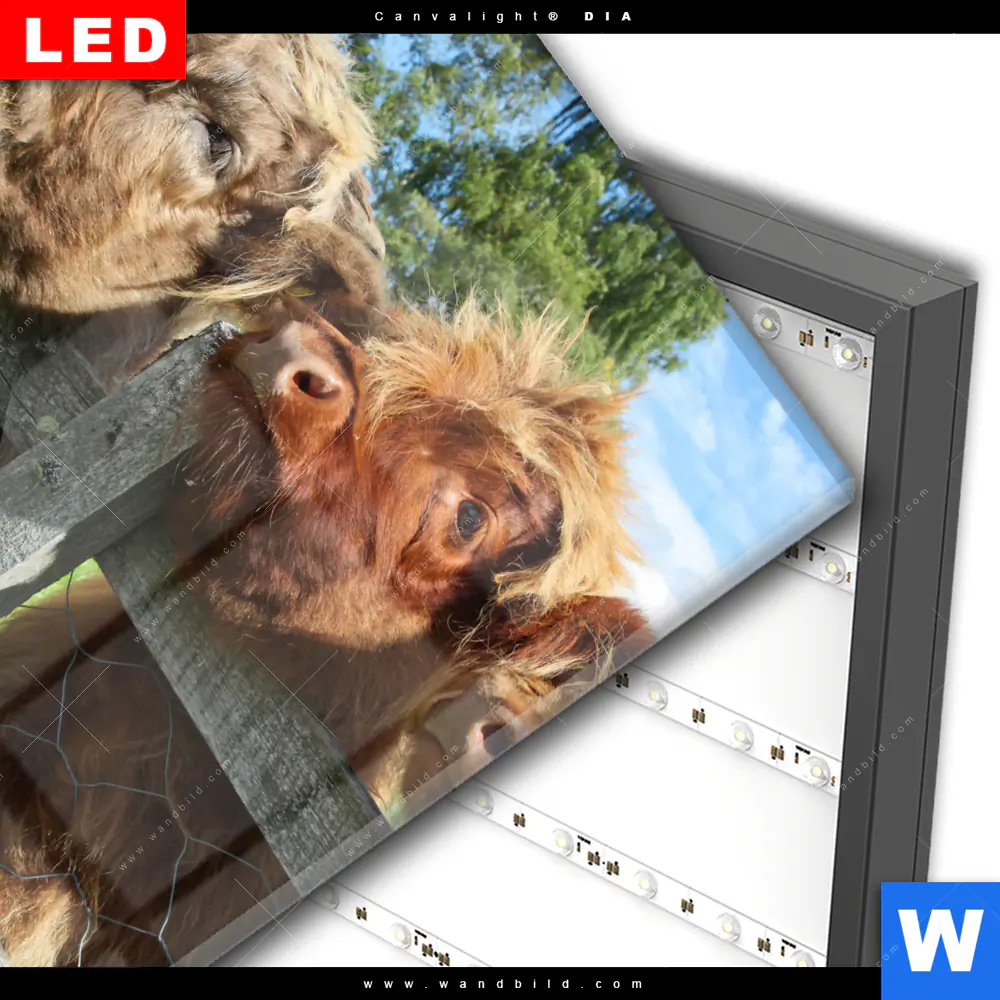 Wechselmotiv Acrylglas Canvalight® DIA | Drei Schottische Rinder | Quadrat - Image 3