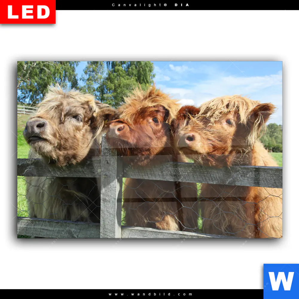 Wechselmotiv Acrylglas Canvalight® DIA | Drei Schottische Rinder | Querformat - Image 2