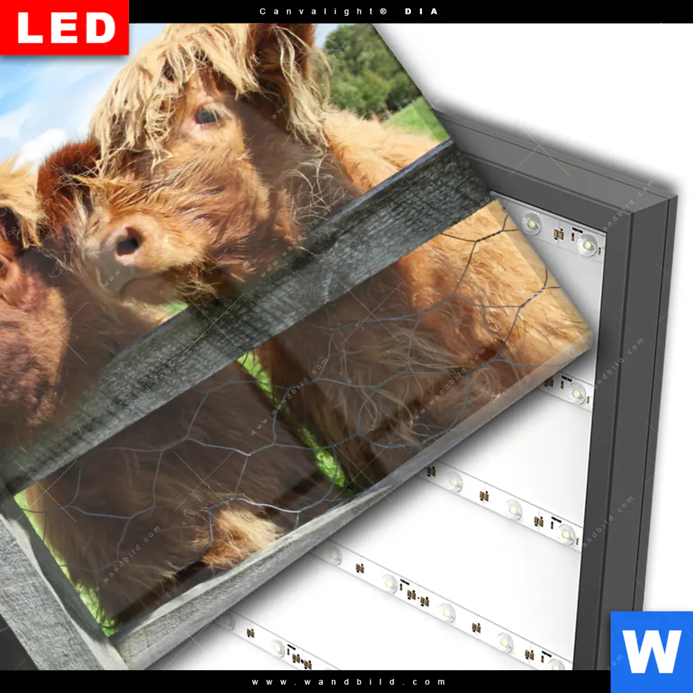 Wechselmotiv Acrylglas Canvalight® DIA | Drei Schottische Rinder | Querformat - Image 3