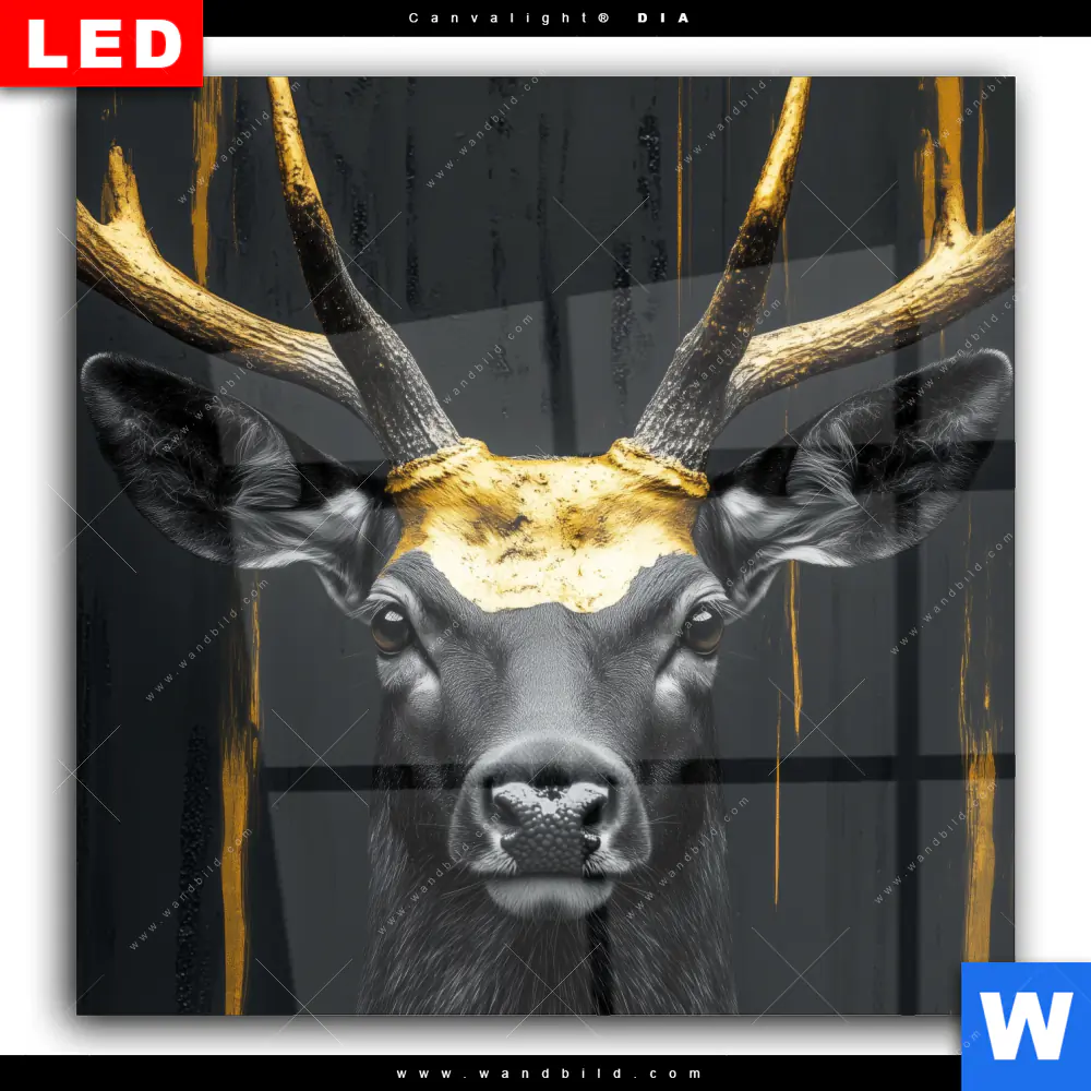 Wechselmotiv Acrylglas Canvalight® DIA | Edler Hirsch in Fokus | Quadrat - Image 2