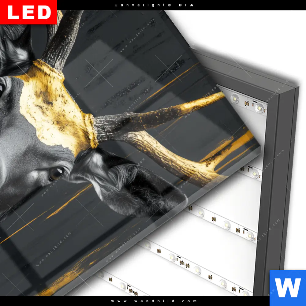 Wechselmotiv Acrylglas Canvalight® DIA | Edler Hirsch in Fokus | Quadrat - Image 3