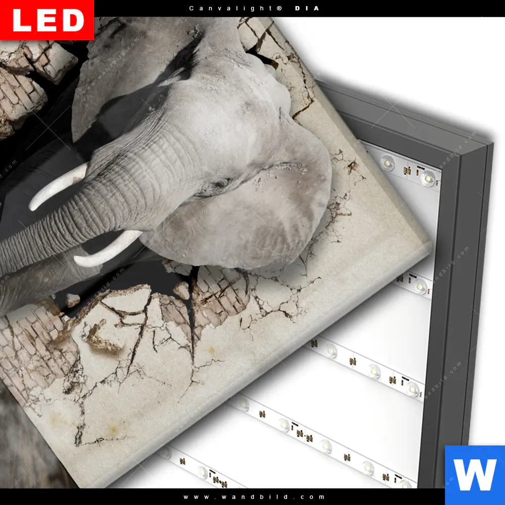 Wechselmotiv Acrylglas Canvalight® DIA | Elefant bricht durch Mauer | Quadrat - Image 3