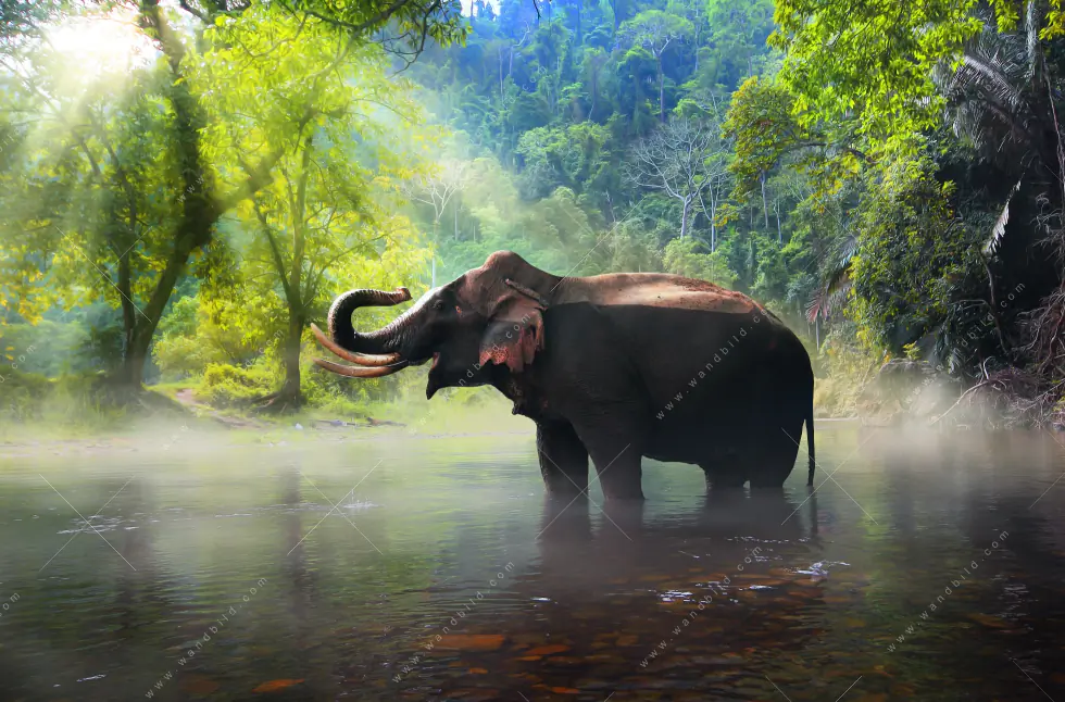 Wechselmotiv Acrylglas Canvalight® DIA | Elefant im Wasser | Querformat - Image 5