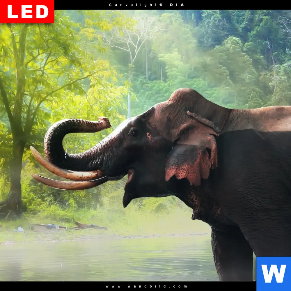 Wechselmotiv Acrylglas Canvalight® DIA | Elefant im Wasser | Schmal - Image 4
