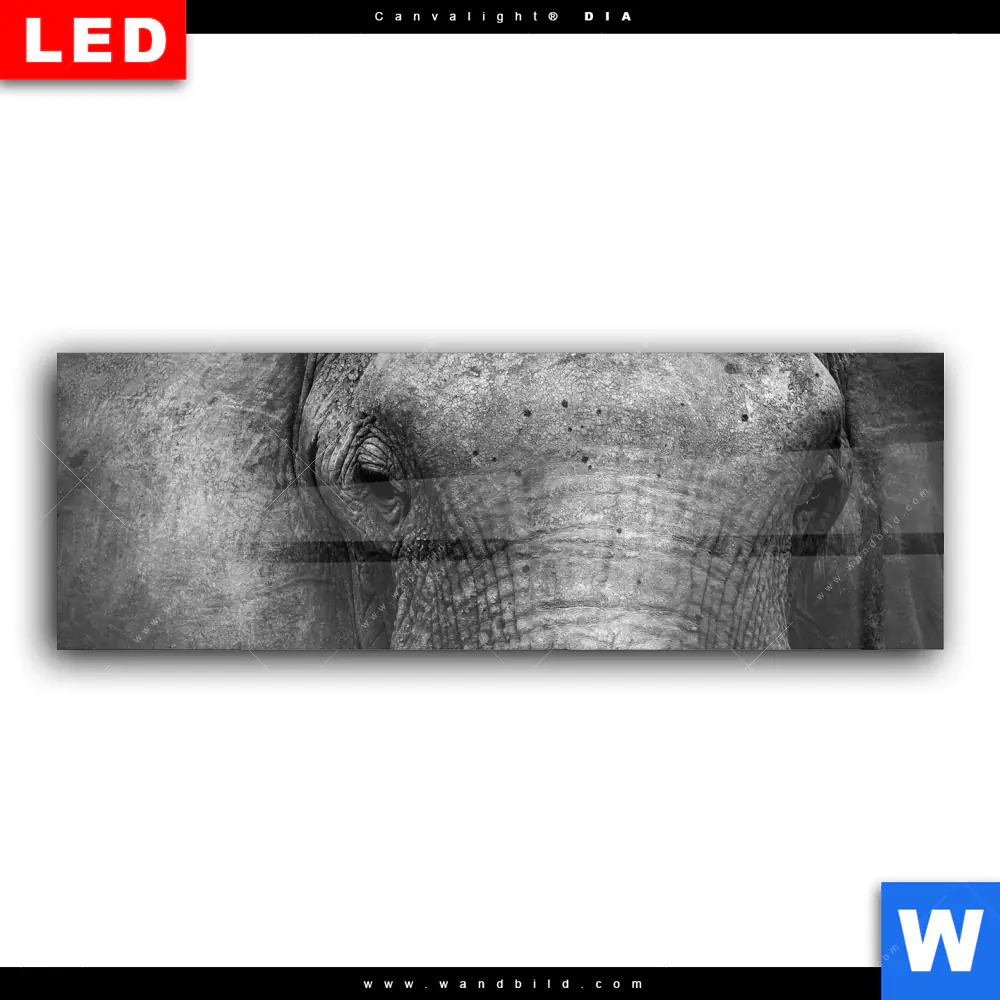 Wechselmotiv Acrylglas Canvalight® DIA | Elefant Schwarzweiß | Panorama - Image 2