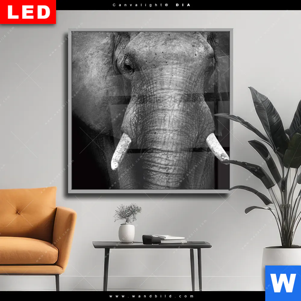 Wechselmotiv Acrylglas Canvalight® DIA | Elefant Schwarzweiß | Quadrat