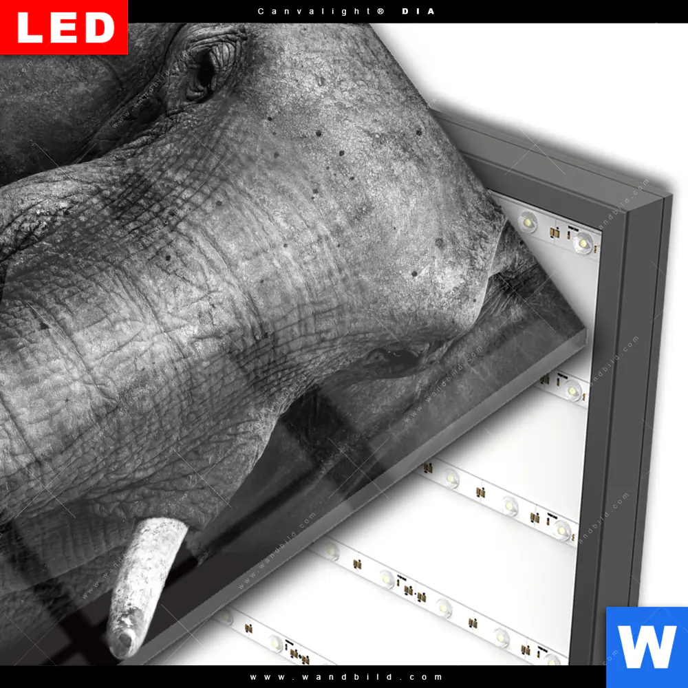 Wechselmotiv Acrylglas Canvalight® DIA | Elefant Schwarzweiß | Quadrat - Image 3