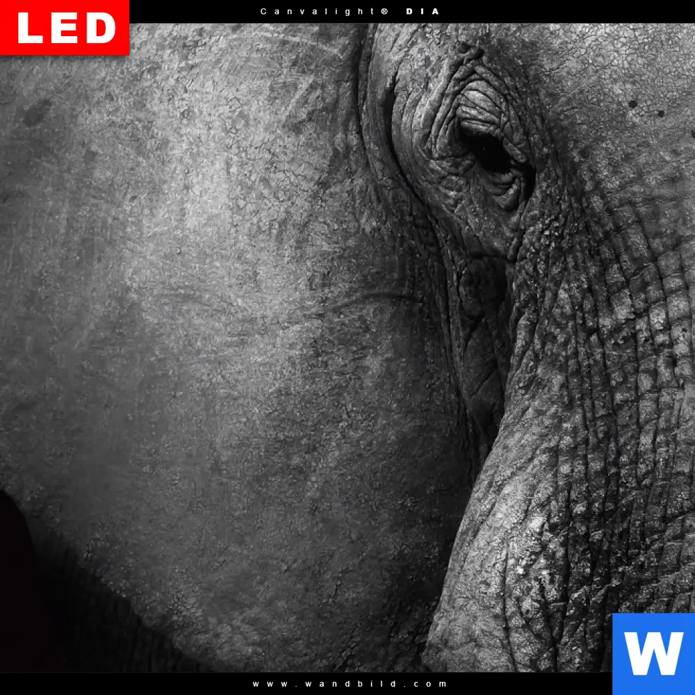 Wechselmotiv Acrylglas Canvalight® DIA | Elefant Schwarzweiß | Quadrat - Image 4