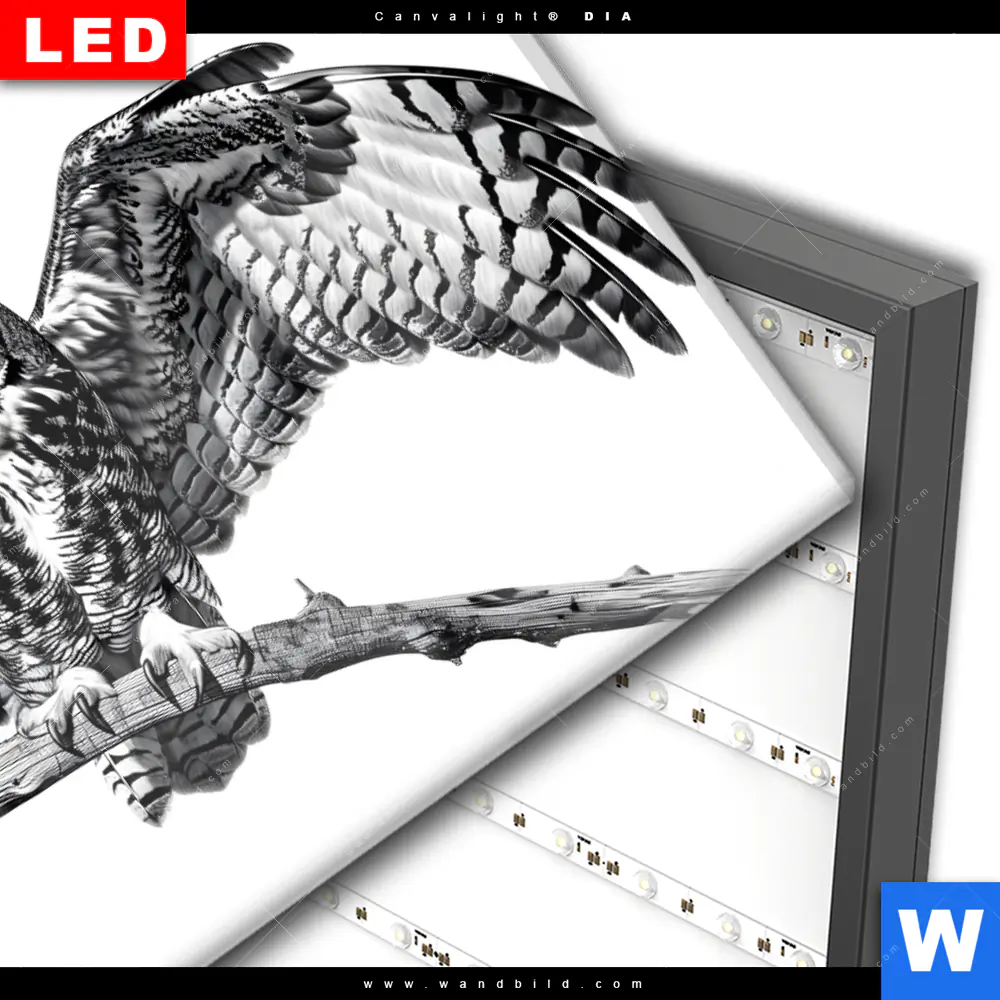 Wechselmotiv Acrylglas Canvalight® DIA | Eule auf Ast | Querformat - Image 3