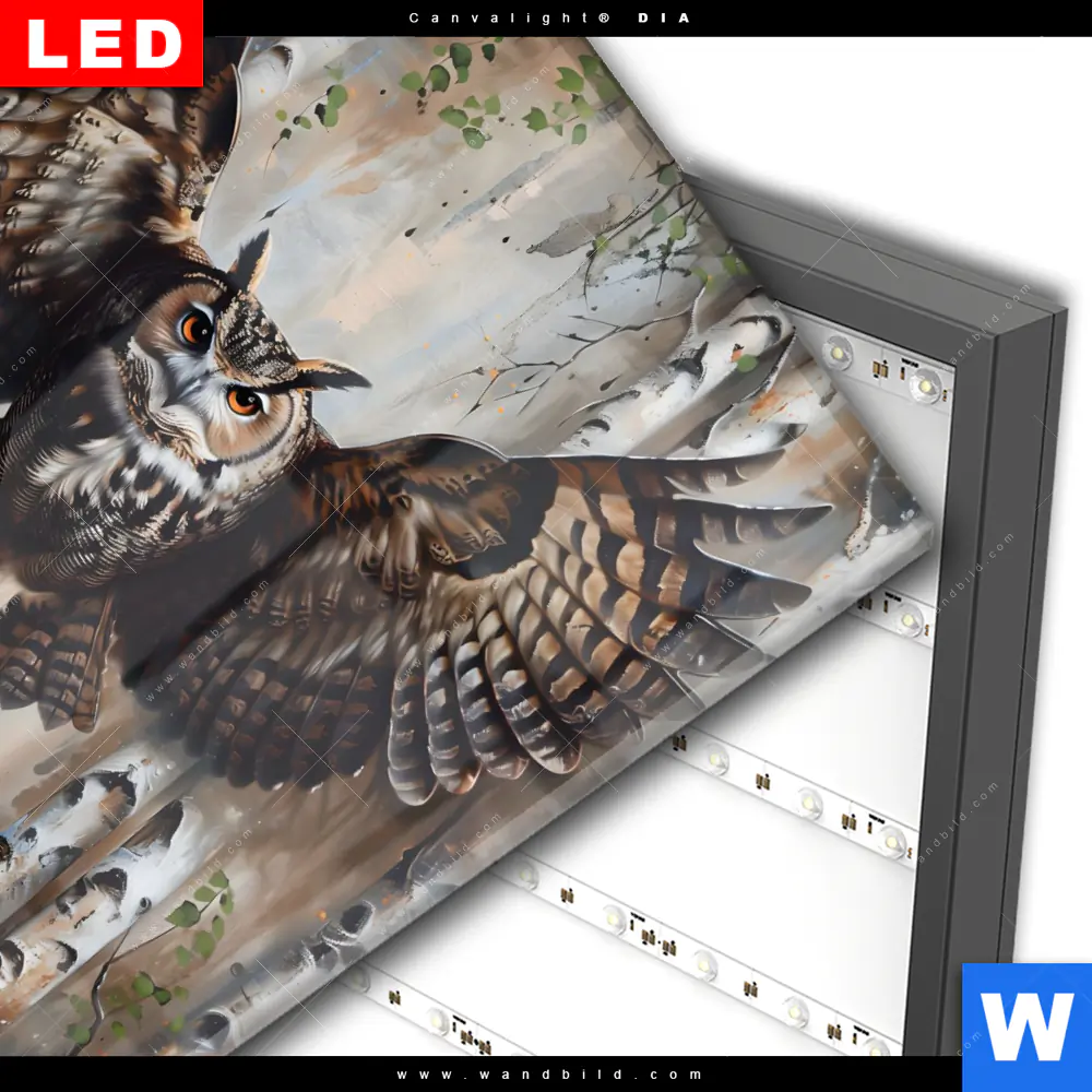 Wechselmotiv Acrylglas Canvalight® DIA | Eule im Birkenwald | Quadrat - Image 3