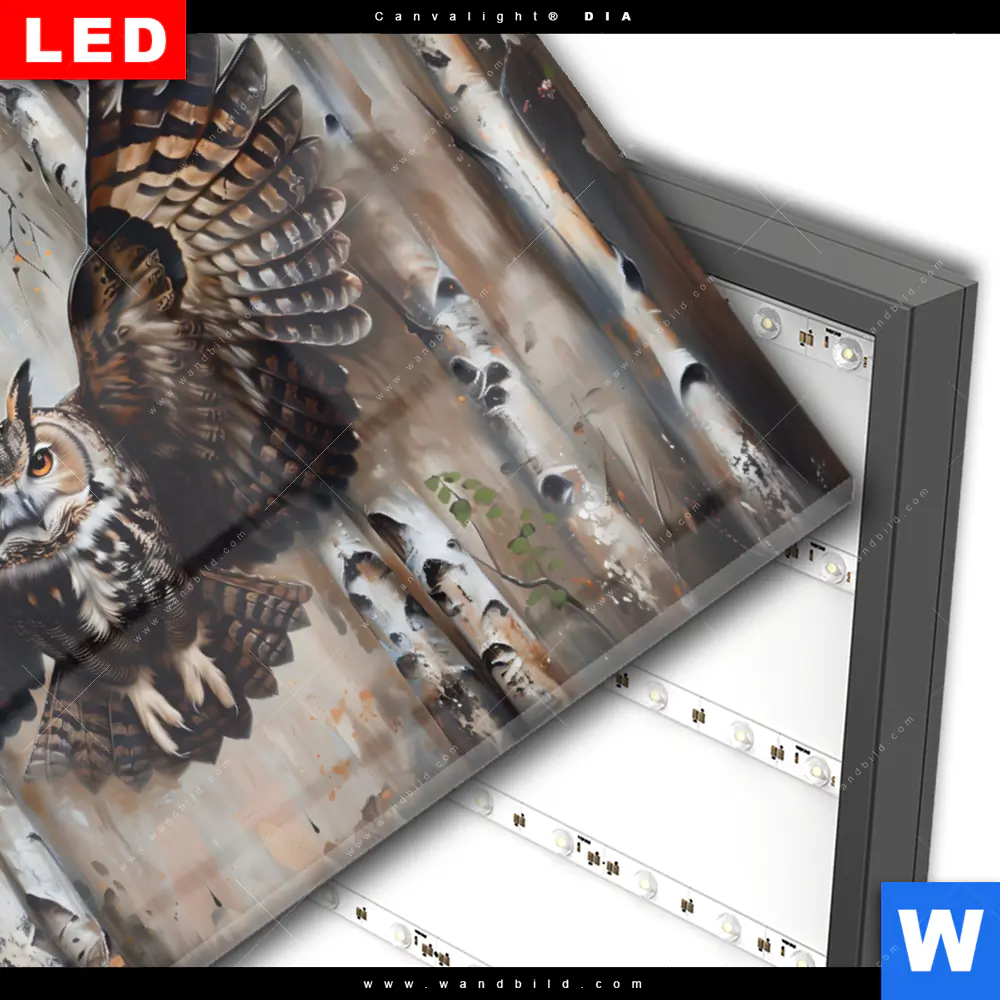 Wechselmotiv Acrylglas Canvalight® DIA | Eule im Birkenwald | Querformat - Image 3