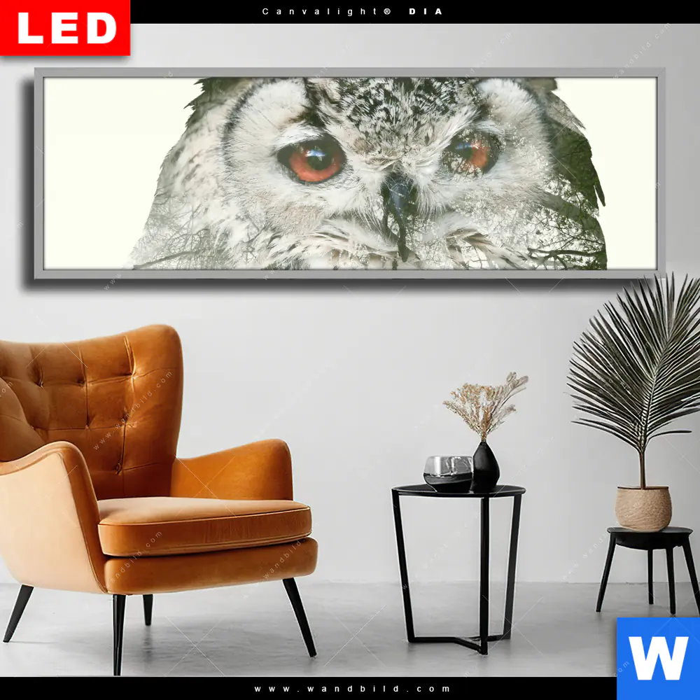 Wechselmotiv Acrylglas Canvalight® DIA | Eule & Wald No.1 | Panorama