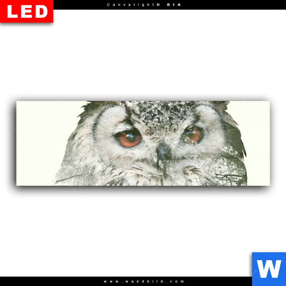 Wechselmotiv Acrylglas Canvalight® DIA | Eule & Wald No.1 | Panorama - Image 2
