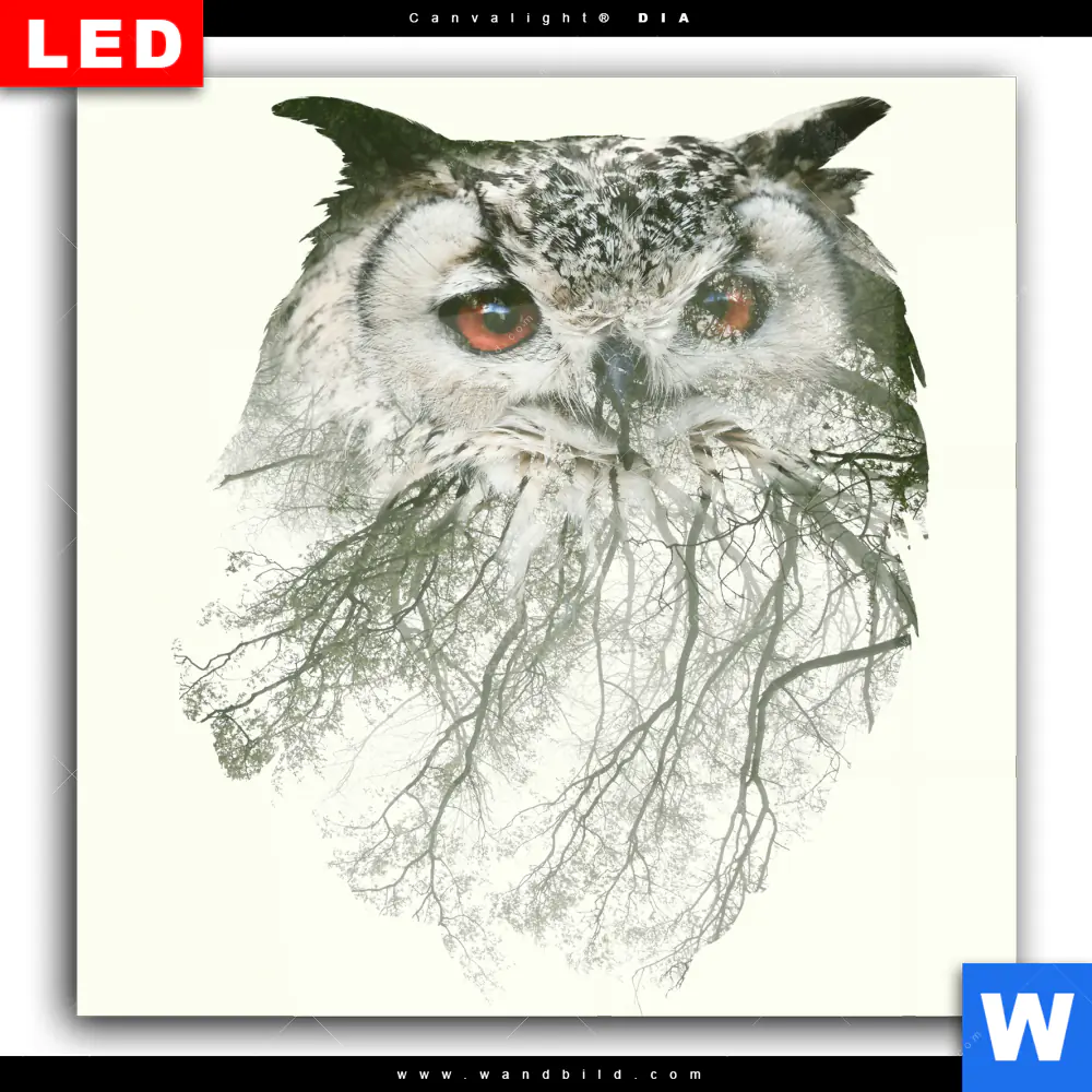 Wechselmotiv Acrylglas Canvalight® DIA | Eule & Wald No.1 | Quadrat - Image 2