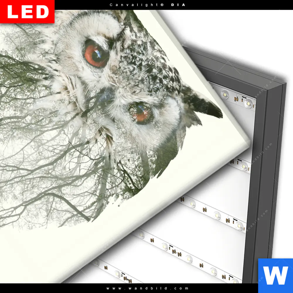 Wechselmotiv Acrylglas Canvalight® DIA | Eule & Wald No.1 | Quadrat - Image 3