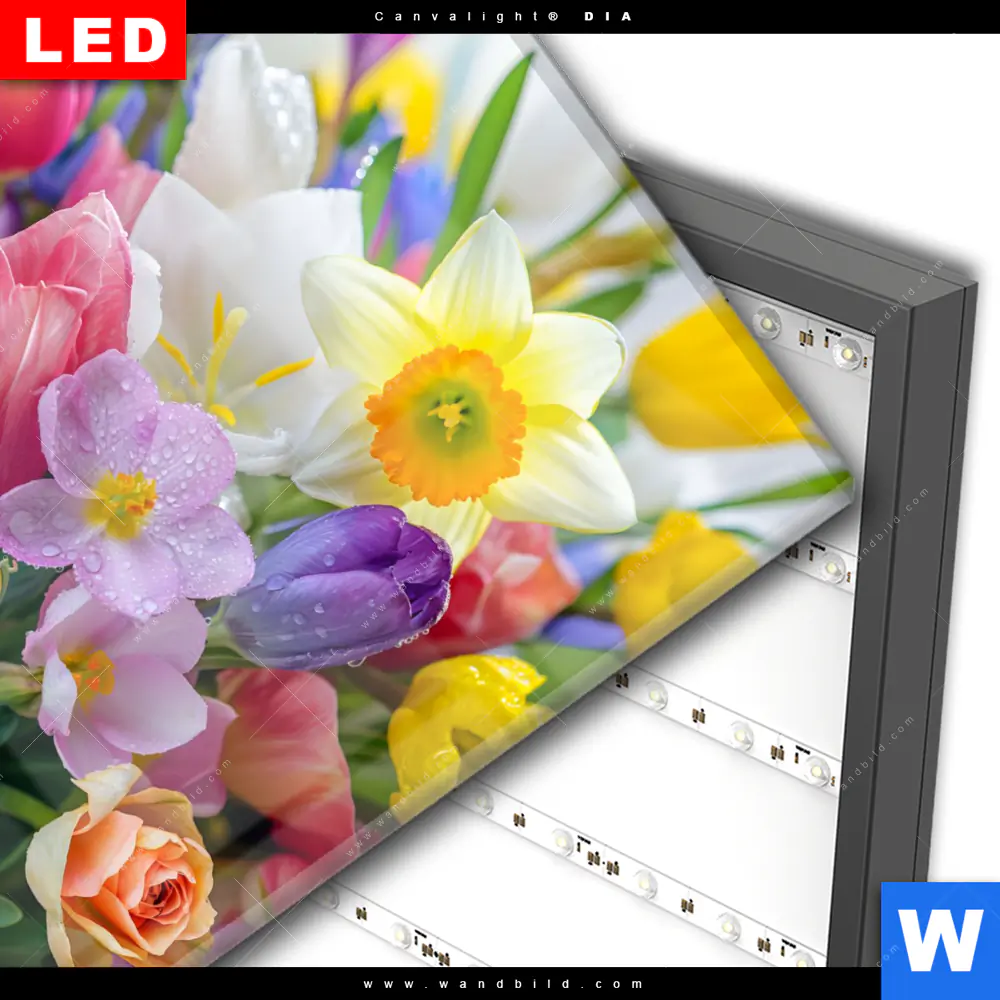 Wechselmotiv Acrylglas Canvalight® DIA | Farbenfrohe Frühlingsblüten | Quadrat - Image 3