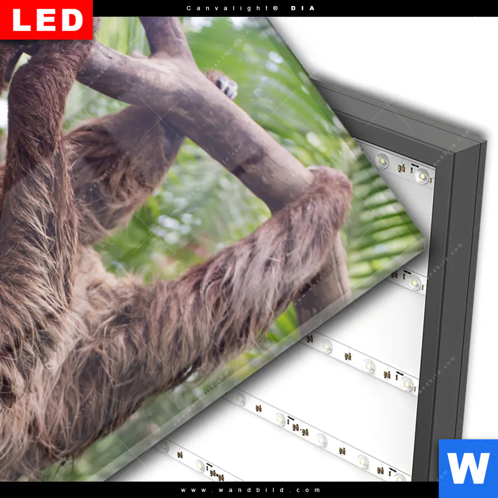 Wechselmotiv Acrylglas Canvalight® DIA | Faultier streckt Zunge raus | Hochformat - Image 3