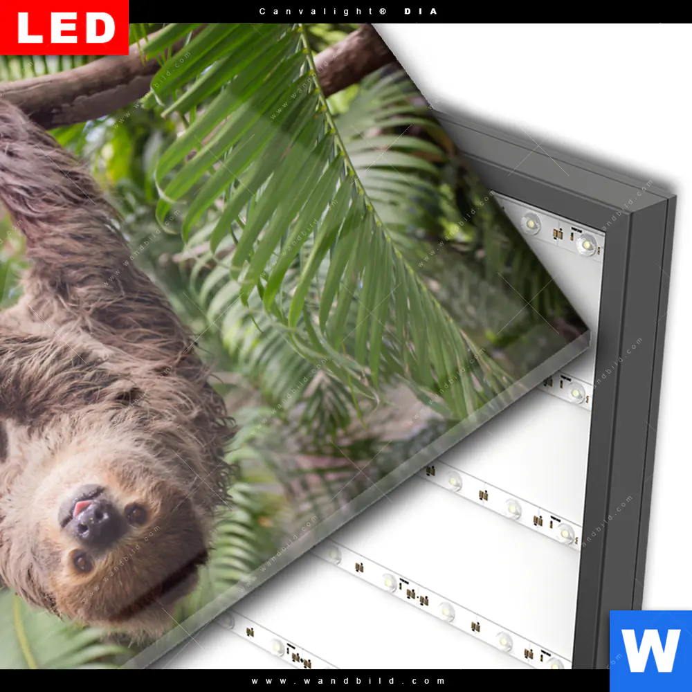 Wechselmotiv Acrylglas Canvalight® DIA | Faultier streckt Zunge raus | Querformat - Image 3