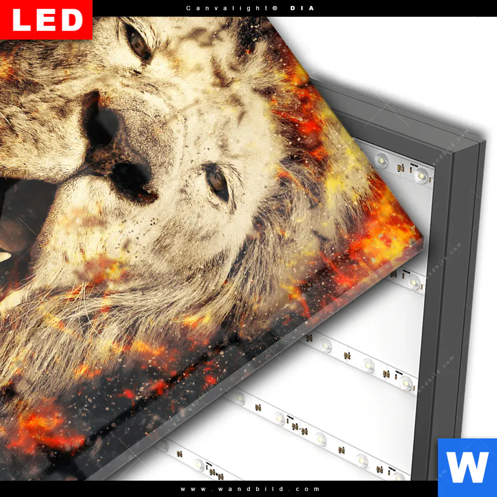Wechselmotiv Acrylglas Canvalight® DIA | Feuer Löwe | Quadrat - Image 3