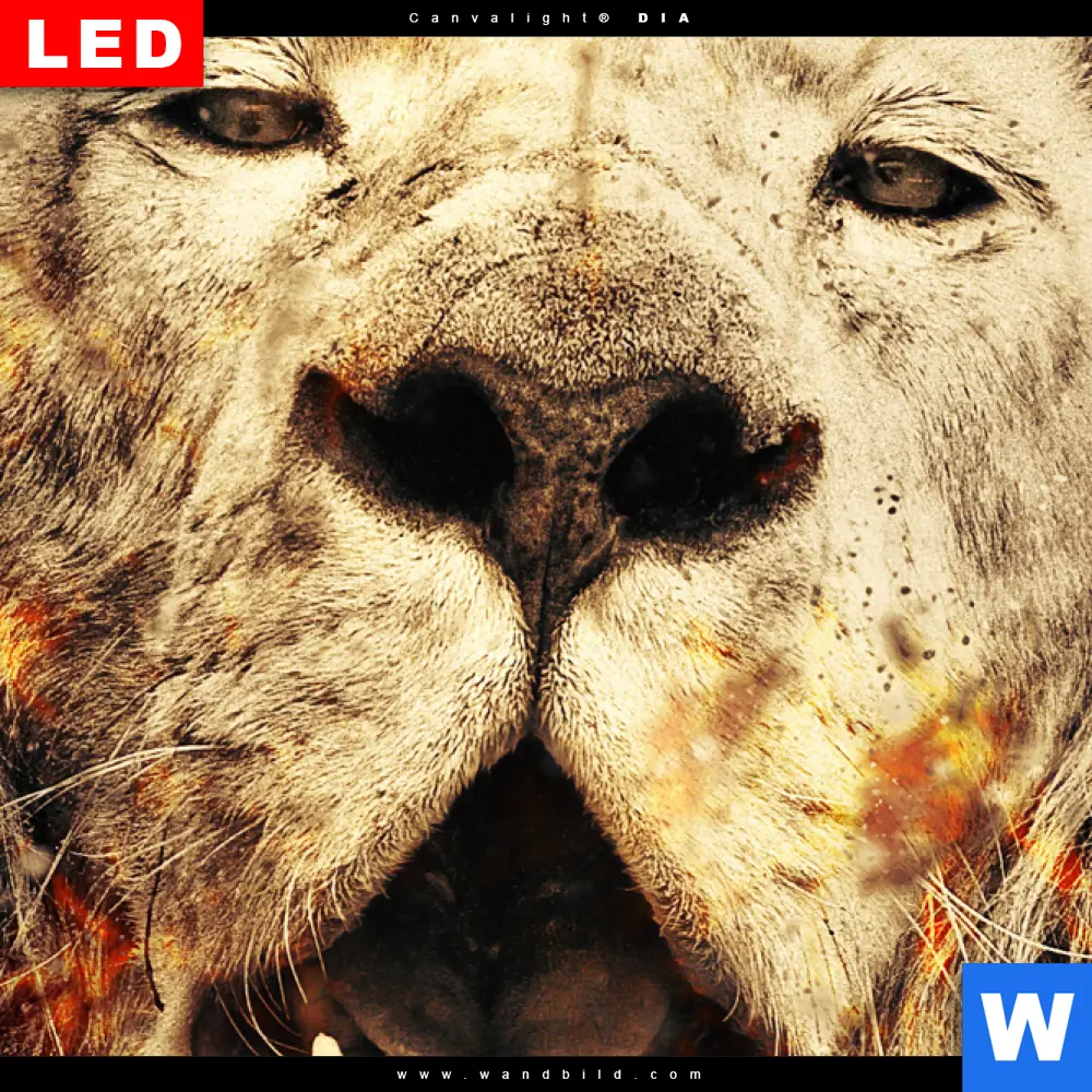 Wechselmotiv Acrylglas Canvalight® DIA | Feuer Löwe | Quadrat - Image 4
