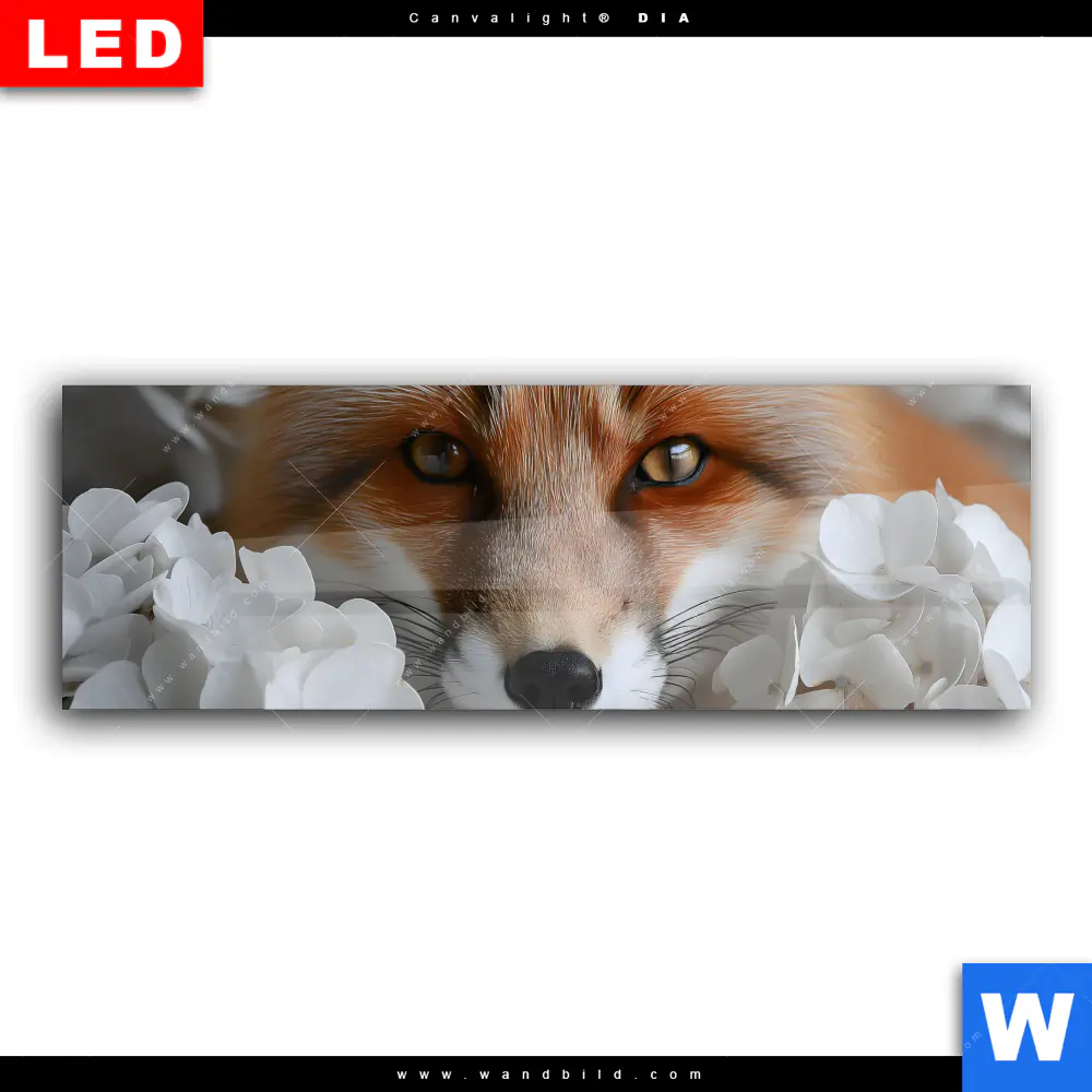 Wechselmotiv Acrylglas Canvalight® DIA | Friedlicher Fuchs und Blumen | Panorama - Image 2