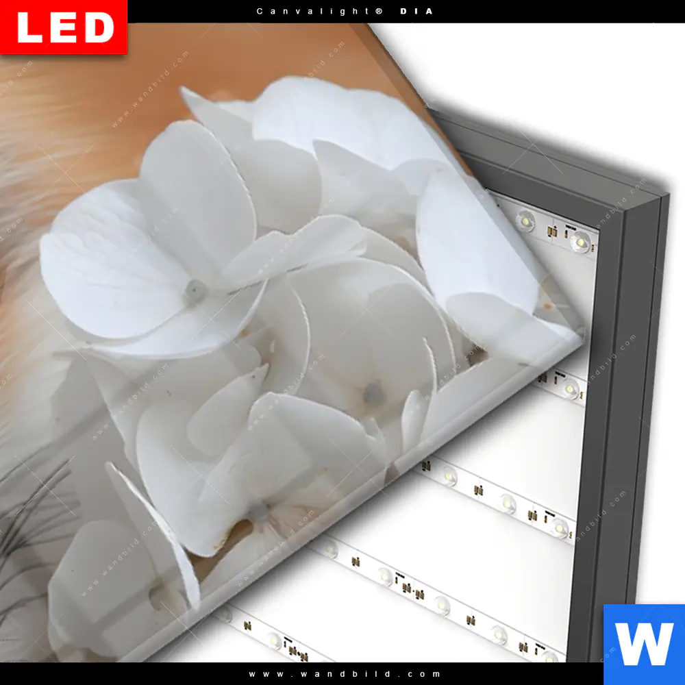 Wechselmotiv Acrylglas Canvalight® DIA | Friedlicher Fuchs und Blumen | Panorama - Image 3