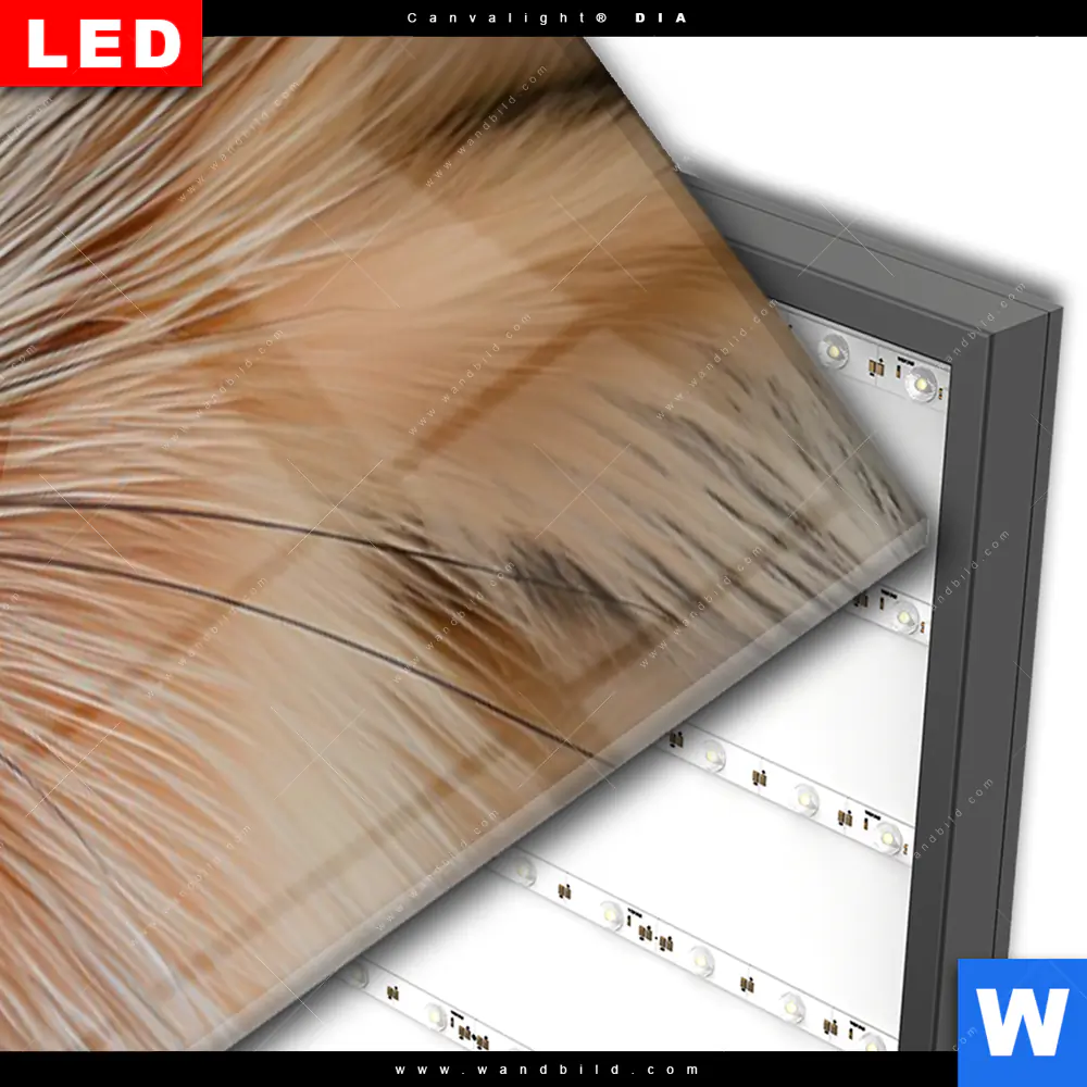 Wechselmotiv Acrylglas Canvalight® DIA | Friedlicher Fuchs und Blumen | Schmal - Image 3