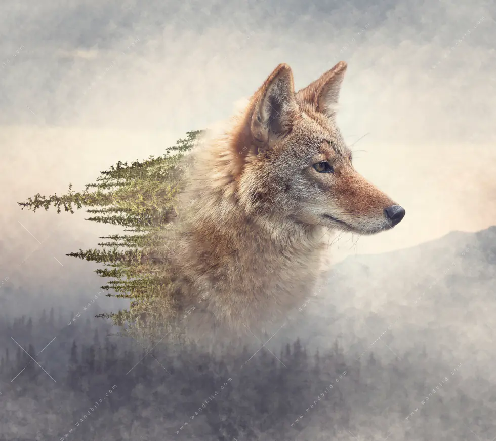 Wechselmotiv Acrylglas Canvalight® DIA | Fuchs & Wald | Querformat - Image 5