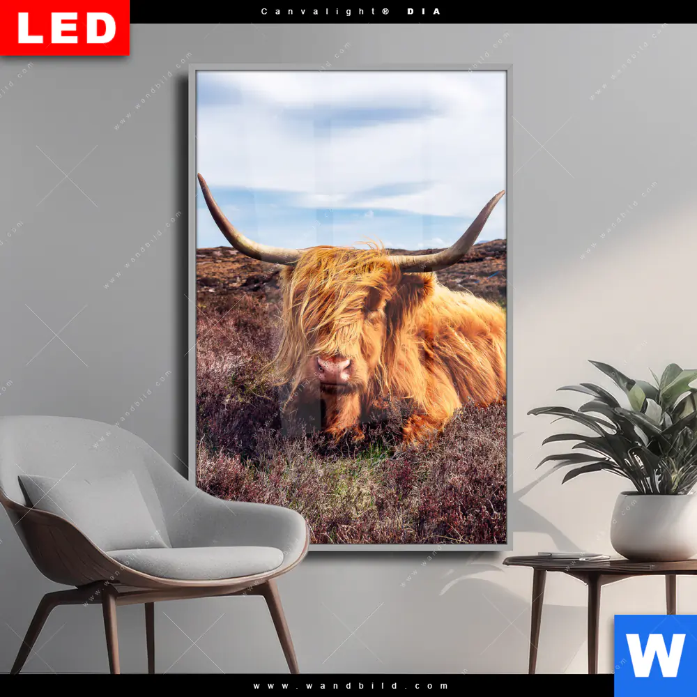 Wechselmotiv Acrylglas Canvalight® DIA | Grasendes Hochlandrind | Hochformat