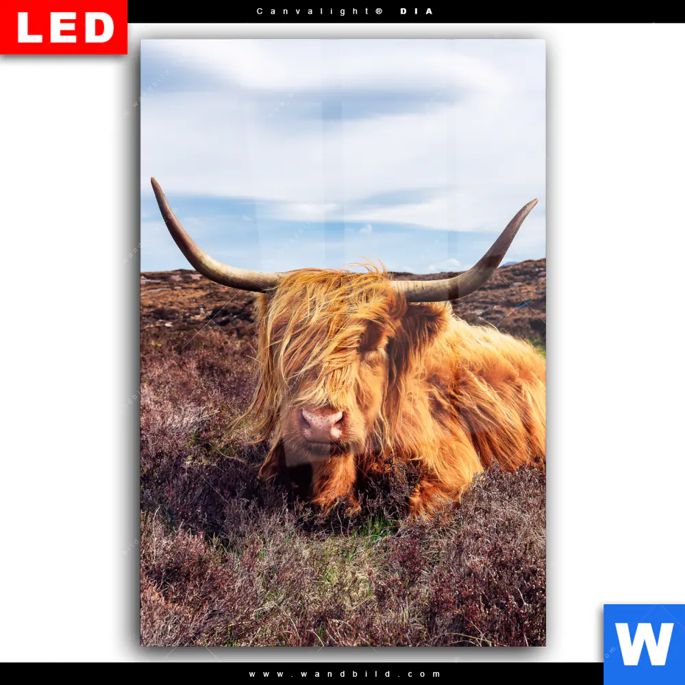 Wechselmotiv Acrylglas Canvalight® DIA | Grasendes Hochlandrind | Hochformat - Image 2