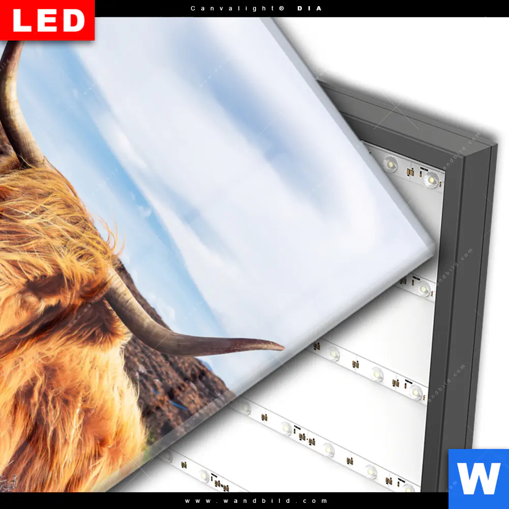 Wechselmotiv Acrylglas Canvalight® DIA | Grasendes Hochlandrind | Hochformat - Image 3
