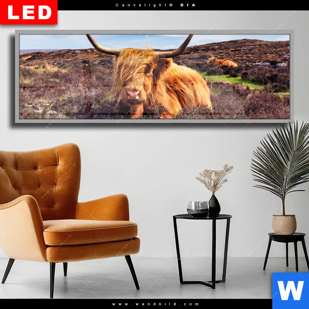 Wechselmotiv Acrylglas Canvalight® DIA | Grasendes Hochlandrind | Panorama