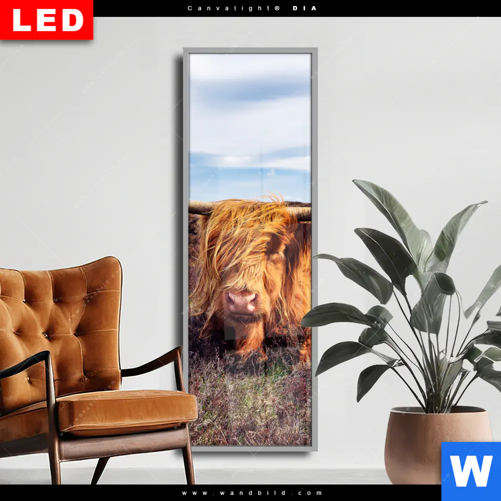 Wechselmotiv Acrylglas Canvalight® DIA | Grasendes Hochlandrind | Schmal