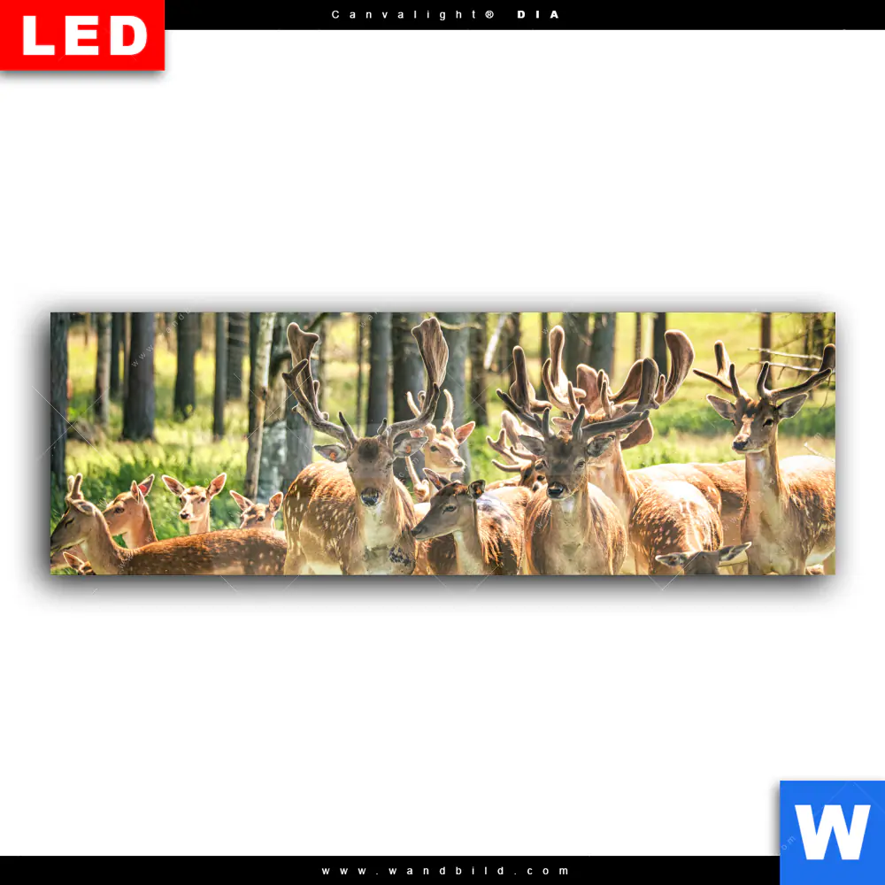 Wechselmotiv Acrylglas Canvalight® DIA | Gruppe Rotwild | Panorama - Image 2