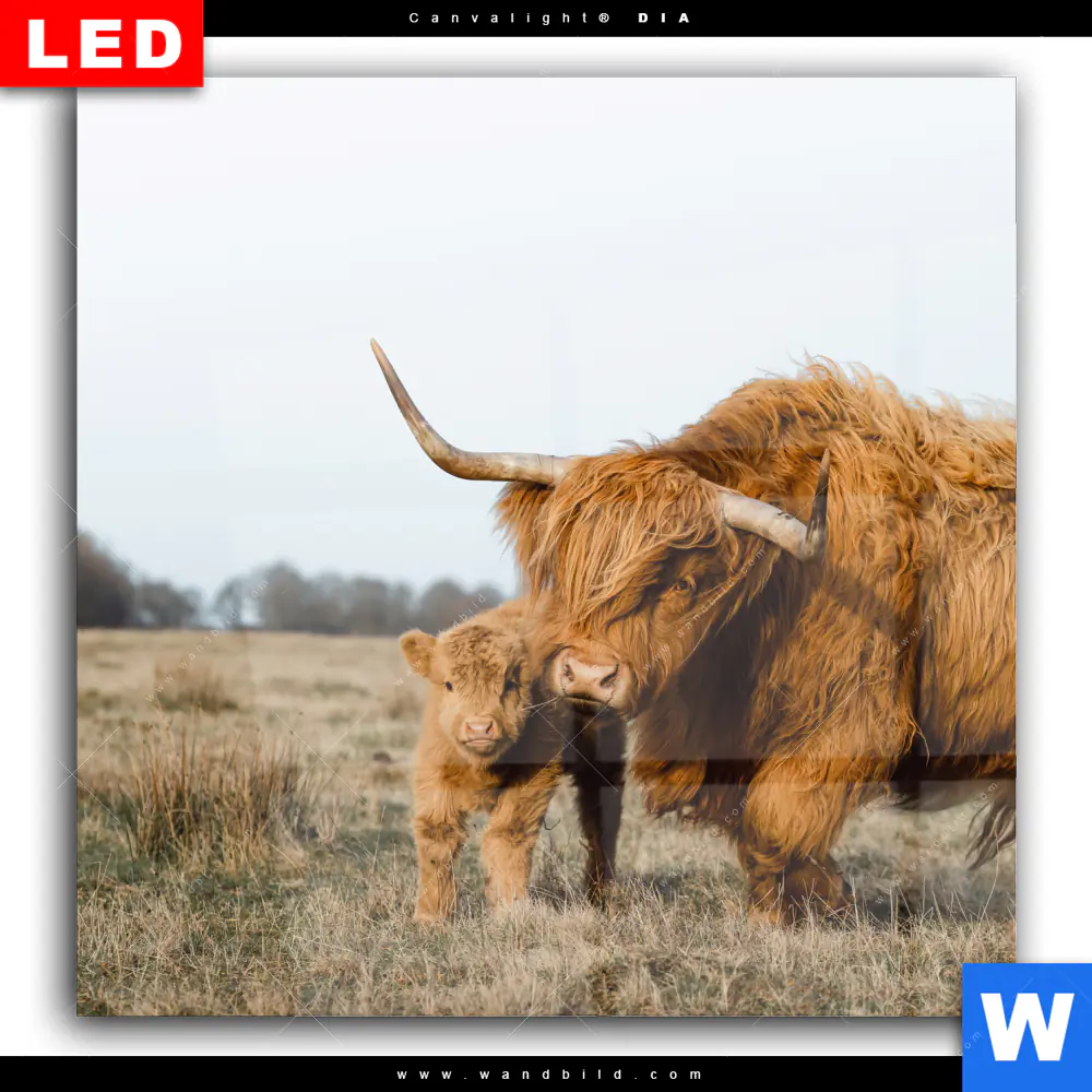 Wechselmotiv Acrylglas Canvalight® DIA | Highlander Familie | Quadrat - Image 2
