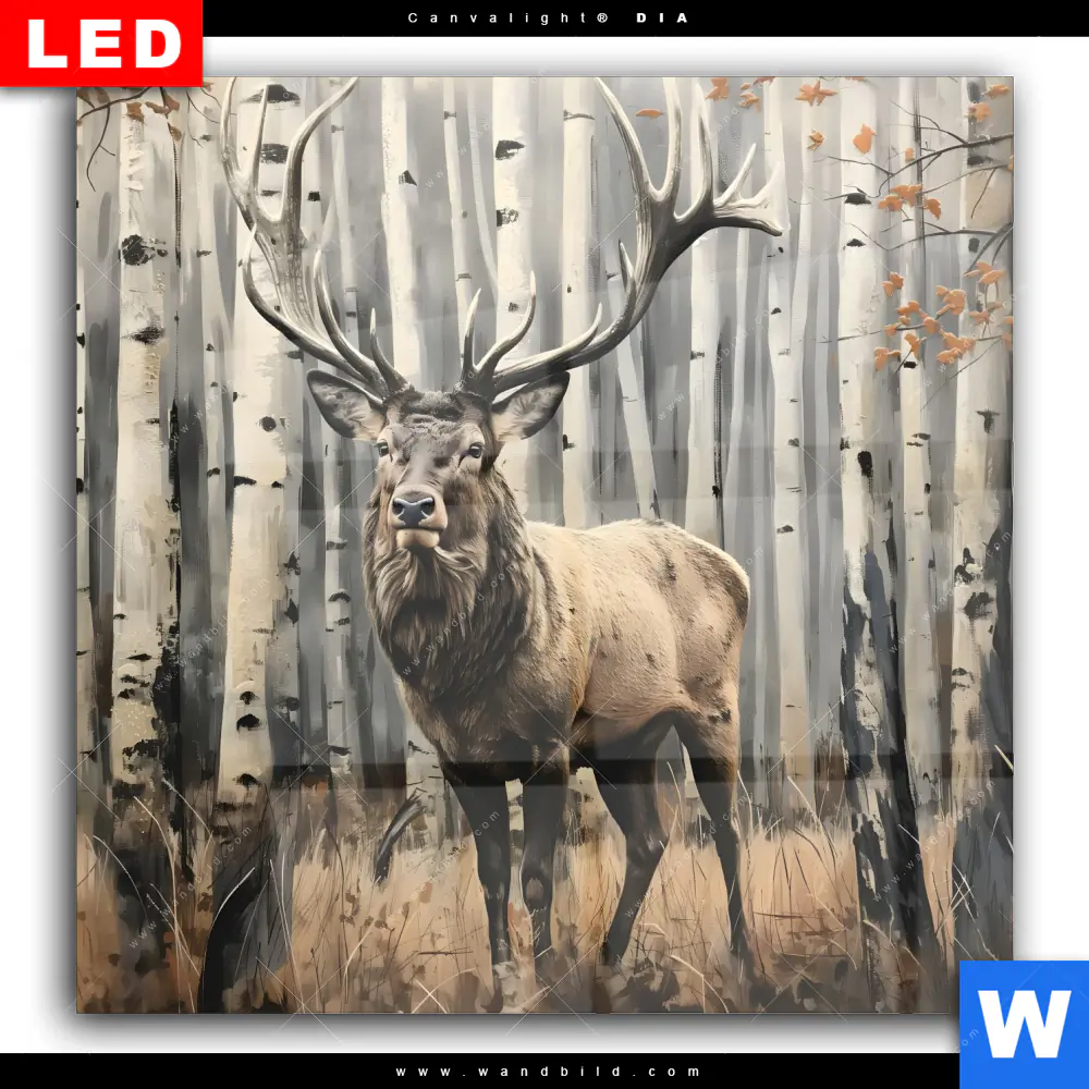 Wechselmotiv Acrylglas Canvalight® DIA | Hirsch im Birkenwald | Quadrat - Image 2