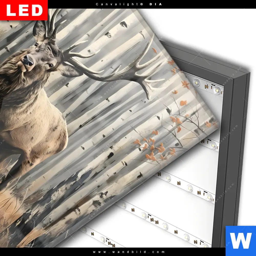 Wechselmotiv Acrylglas Canvalight® DIA | Hirsch im Birkenwald | Quadrat - Image 3
