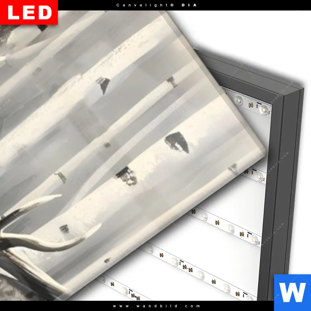 Wechselmotiv Acrylglas Canvalight® DIA | Hirsch im Birkenwald | Schmal - Image 3