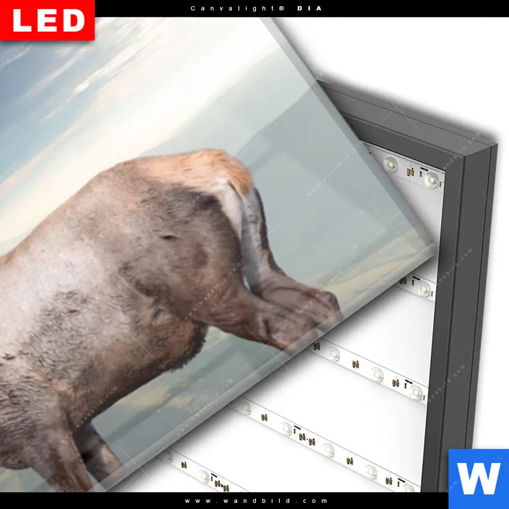Wechselmotiv Acrylglas Canvalight® DIA | Hirsch in der Herbstzeit | Panorama - Image 3