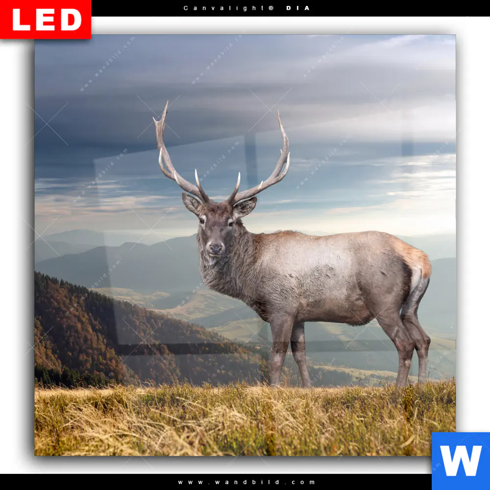 Wechselmotiv Acrylglas Canvalight® DIA | Hirsch in der Herbstzeit | Quadrat - Image 2